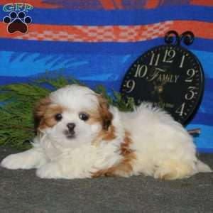 Donnie, Shih Tzu Puppy