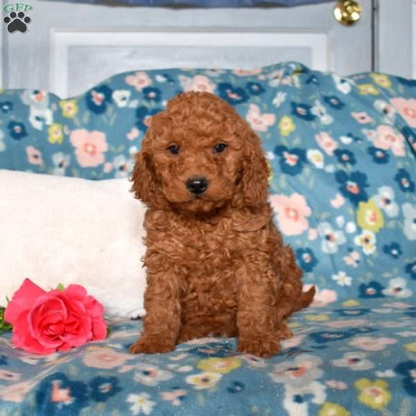 Doodle, Mini Goldendoodle Puppy