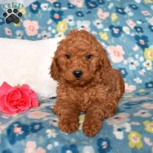 Doodle, Mini Goldendoodle Puppy
