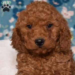 Doodle, Mini Goldendoodle Puppy