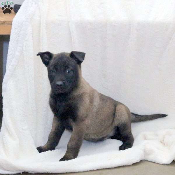 Dottie, Belgian Malinois Puppy