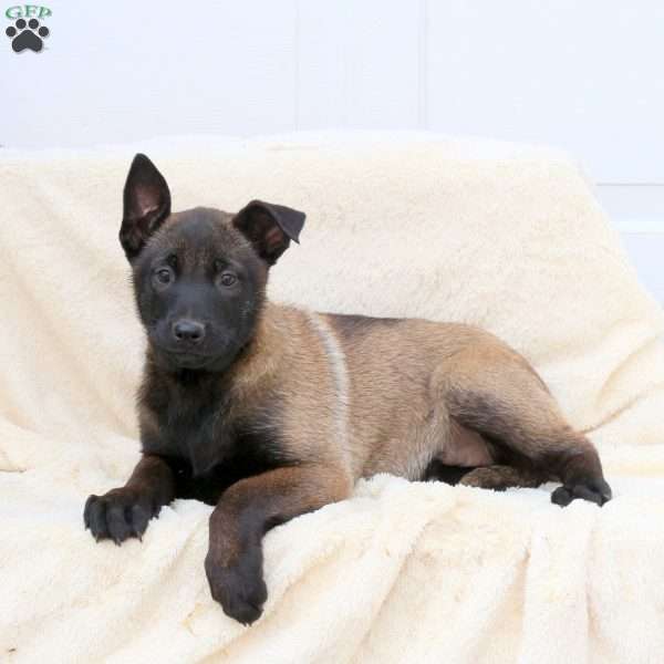 Dottie, Belgian Malinois Puppy