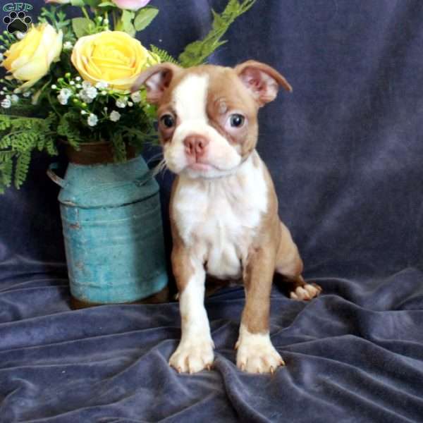 Dottie, Boston Terrier Puppy