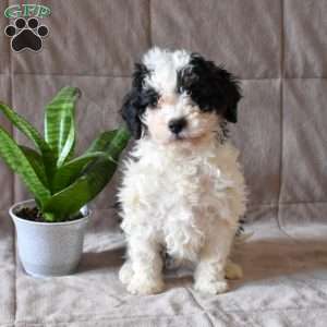 Dottie, Mini Bernedoodle Puppy