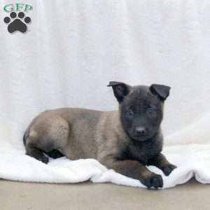 Dottie, Belgian Malinois Puppy