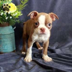 Dottie, Boston Terrier Puppy