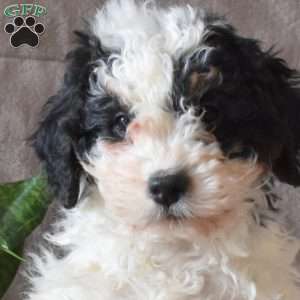 Dottie, Mini Bernedoodle Puppy