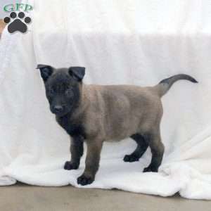 Dottie, Belgian Malinois Puppy