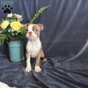 Dottie, Boston Terrier Puppy