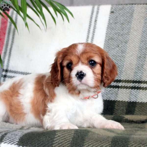 Dove, Cavalier King Charles Spaniel Puppy