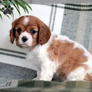 Dove, Cavalier King Charles Spaniel Puppy
