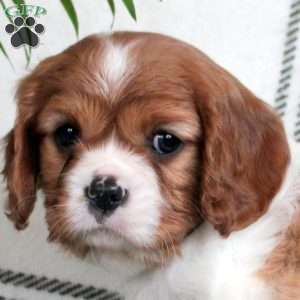 Dove, Cavalier King Charles Spaniel Puppy