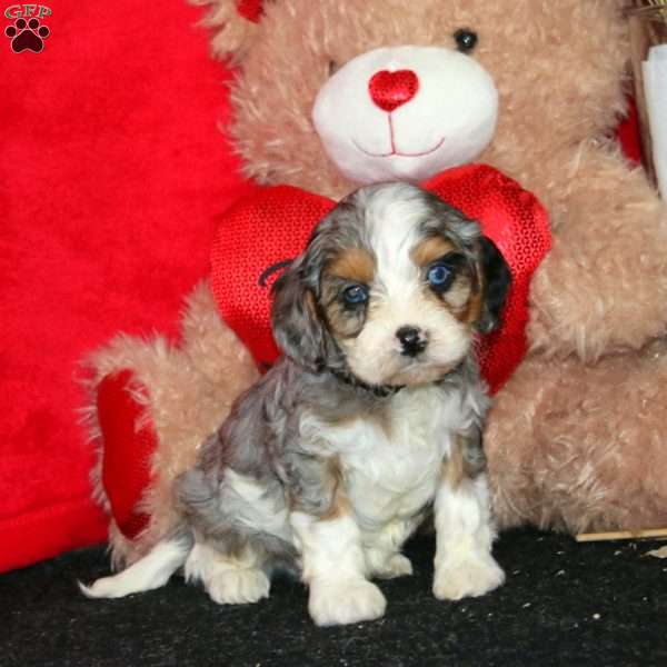 Dover, Cavapoo Puppy