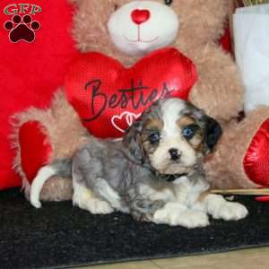 Dover, Cavapoo Puppy