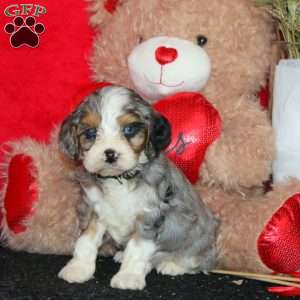 Dover, Cavapoo Puppy