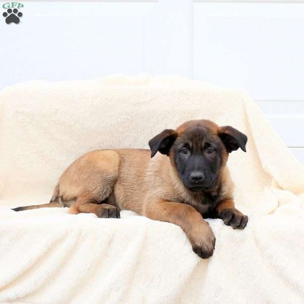 Dozer, Belgian Malinois Puppy