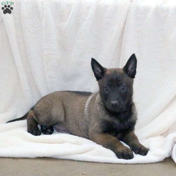 Dozer, Belgian Malinois Puppy