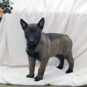 Dozer, Belgian Malinois Puppy