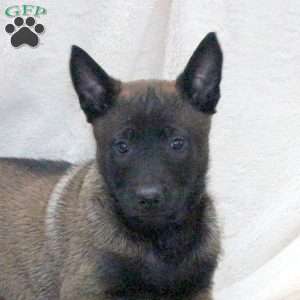 Dozer, Belgian Malinois Puppy