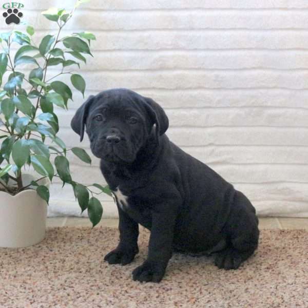 Draco, Cane Corso Puppy