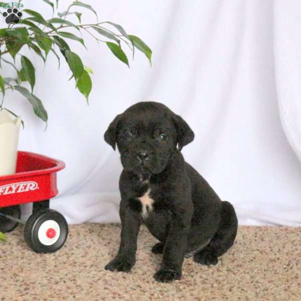 Draco, Cane Corso Puppy