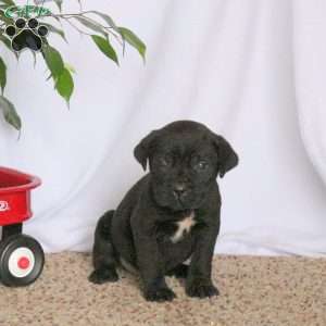 Draco, Cane Corso Puppy