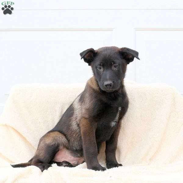 Drago, Belgian Malinois Puppy