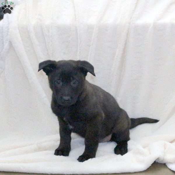 Drago, Belgian Malinois Puppy