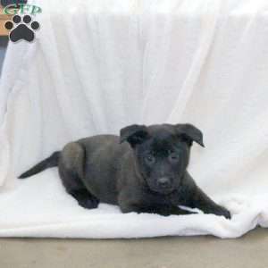 Drago, Belgian Malinois Puppy