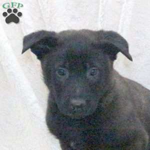 Drago, Belgian Malinois Puppy