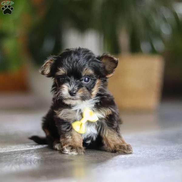 Drakkar, Yorkie Poo Puppy