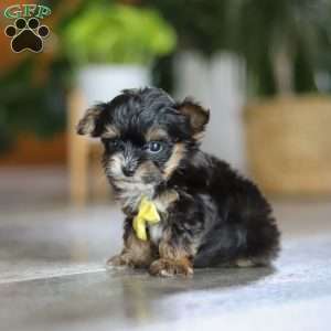 Drakkar, Yorkie Poo Puppy
