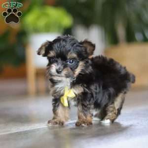Drakkar, Yorkie Poo Puppy