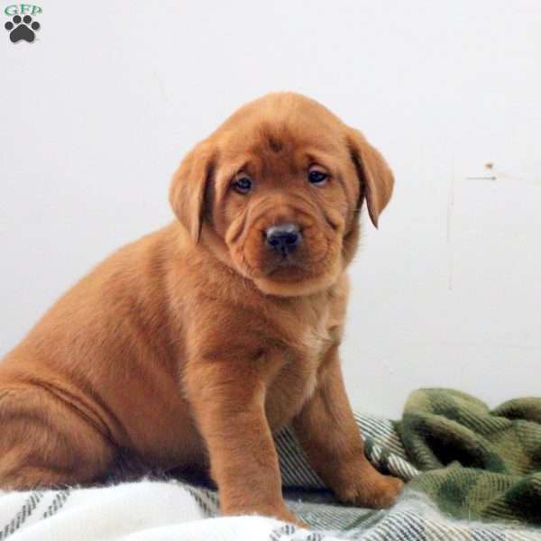 Drew, Fox Red Labrador Retriever Puppy