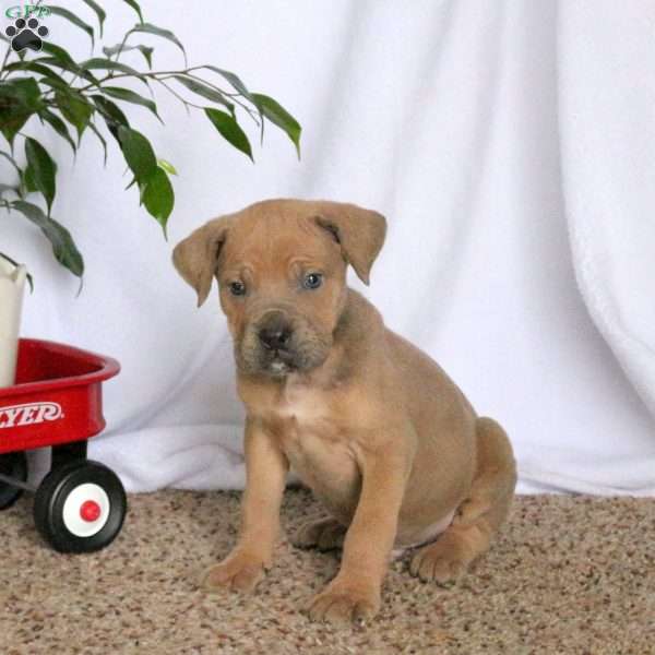 Drew, Cane Corso Puppy