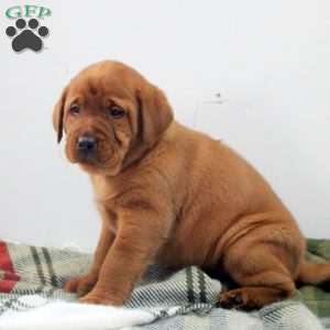 Drew, Fox Red Labrador Retriever Puppy
