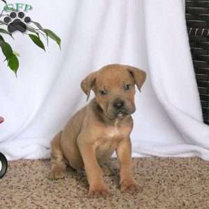 Drew, Cane Corso Puppy