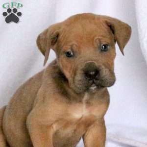 Drew, Cane Corso Puppy