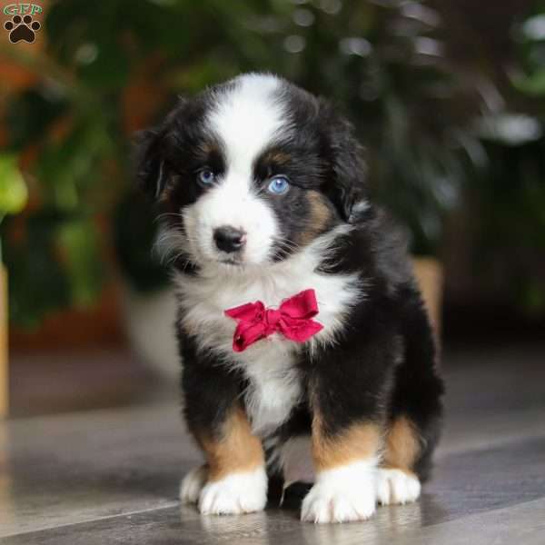 Dubai, Miniature Australian Shepherd Puppy