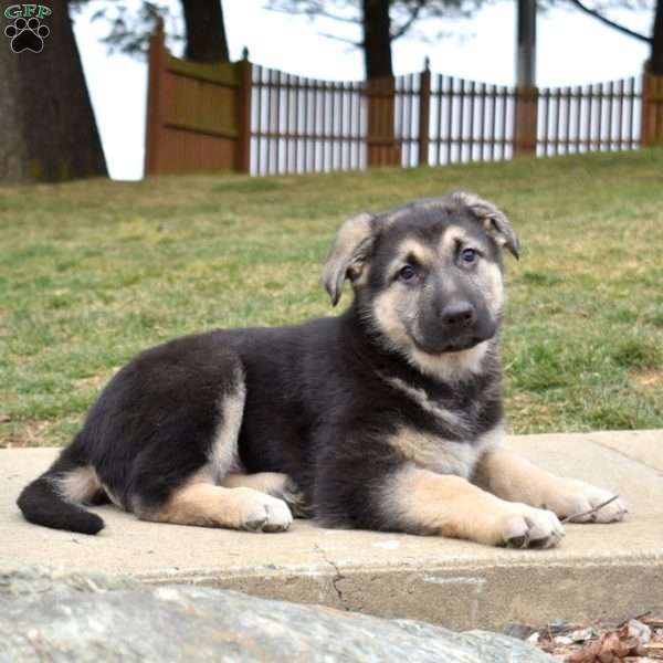 Duke, German Shepherd Puppy