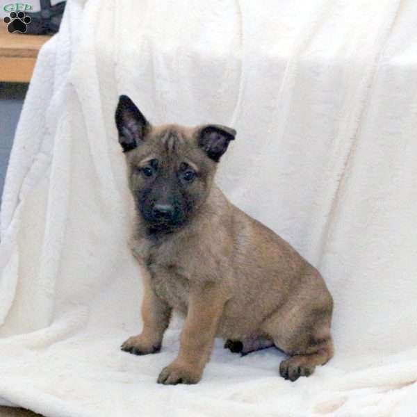 Duke, Belgian Malinois Puppy