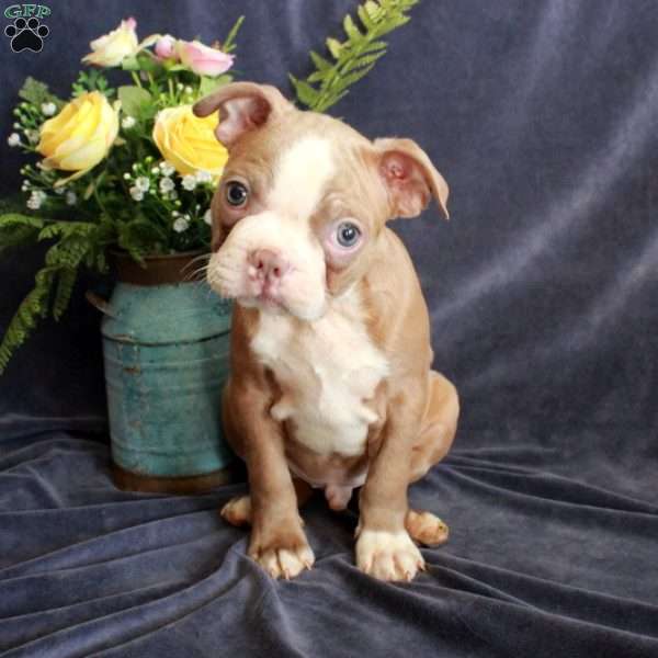 Duke, Boston Terrier Puppy