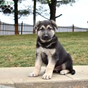 Duke, German Shepherd Puppy