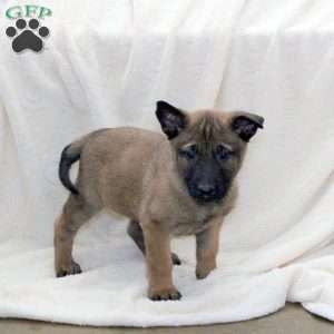 Duke, Belgian Malinois Puppy