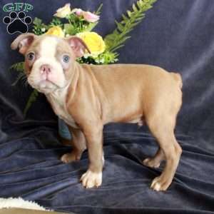 Duke, Boston Terrier Puppy