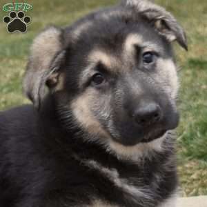 Duke, German Shepherd Puppy