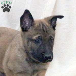 Duke, Belgian Malinois Puppy