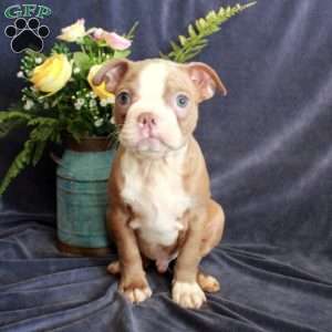 Duke, Boston Terrier Puppy