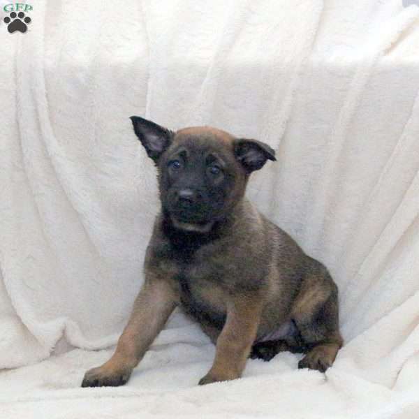 Duncan, Belgian Malinois Puppy