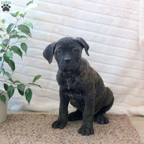 Duncan, Cane Corso Puppy